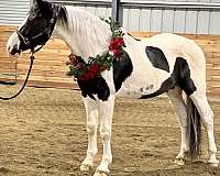 pinto-dutch-warmblood-stallion