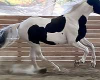 barock-pinto-horse