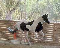 barock-pinto-stallion