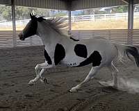 pinto-double-registered-horse