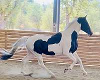 pinto-color-producer-horse