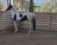 pinto-jumper-horse