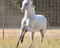 fewspot-stallion-appaloosa-horse
