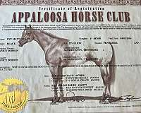 fewspot-stallion-horse