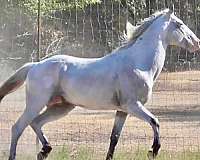 shuffling-appaloosa-stallion