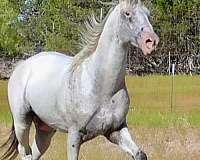 gaited-appaloosa-stallion