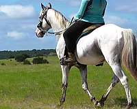 shuffling-appaloosa-stallion