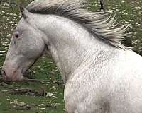 gaited-appaloosa-stallion