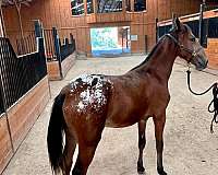 gaited-pony-appaloosa-horse