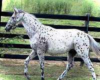 guaranteed-color-producer-appaloosa-horse