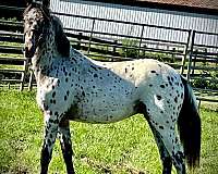 horse-semen-appaloosa