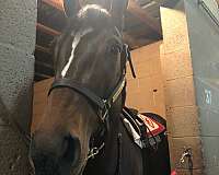 bay-double-registered-horse