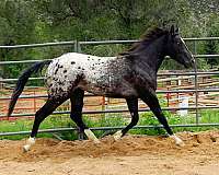 blanket-appaloosa-horse