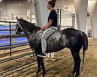 barrel-prospect-quarter-horse