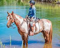 stud-service-tennessee-walking-horse