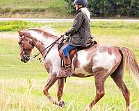 frame-overo-tennessee-walking-horse