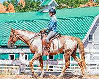 male-tennessee-walking-horse