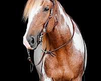 male-tennessee-walking-horse