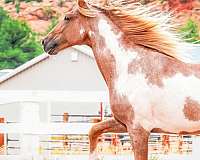 naturally-gaited-tennessee-walking-horse