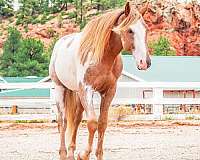 stud-service-tennessee-walking-horse