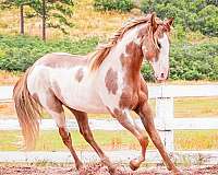 pedigree-tennessee-walking-horse