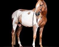 sorrel-overo-frame-horse