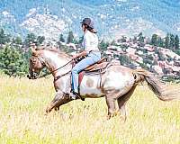 brown-overo-tennessee-walking-horse