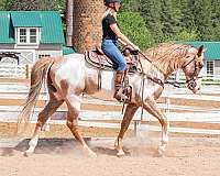 frozen-semen-tennessee-walking-horse