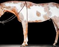 semen-tennessee-walking-horse