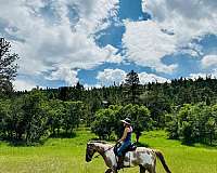 stud-tennessee-walking-horse