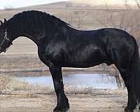 all-around-friesian-horse
