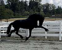 all-around-friesian-horse