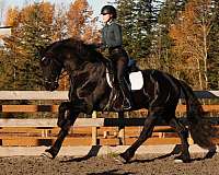 champion-friesian-horse