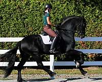 dressage-friesian-horse