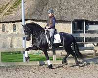 english-friesian-horse