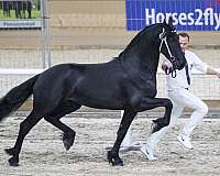 equitation-friesian-horse