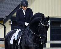 black-friesian-stallion