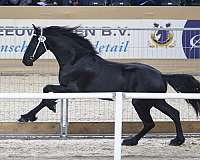 black-equitation-horse