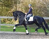 black-equitation-horse