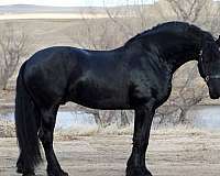 black-dressage-horse