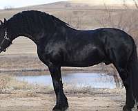 kfps-friesian-stallion