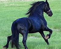 equitation-friesian-horse