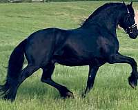 black-homozygous-horse