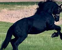 champion-friesian-horse