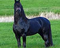 show-winner-friesian-horse