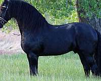 kfps-friesian-stallion