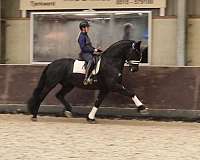 black-champion-horse