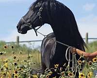 black-dressage-horse