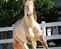 andalusian-horse