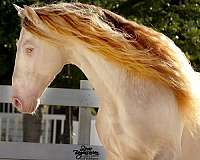 perlino-dressage-horse